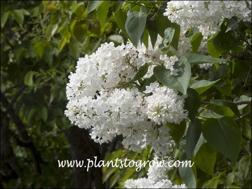 single white flowers